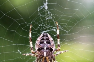 Insekter