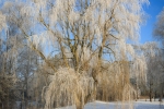 Træ med rimfrost