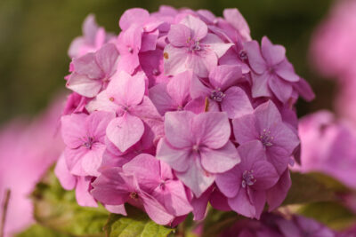 Naturen